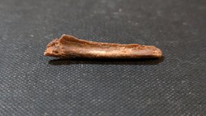 Bone
