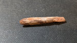Bone