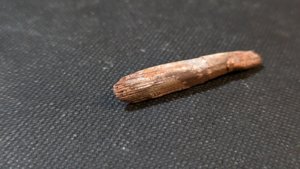 Bone