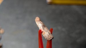 Bone