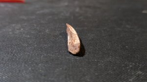 Bone
