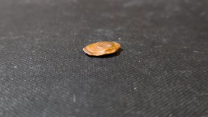 Fish otolith