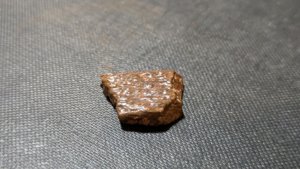 Turtle shell fragment