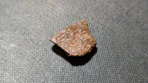 Turtle shell fragment