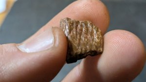 Turtle shell fragment