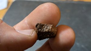 Turtle shell fragment
