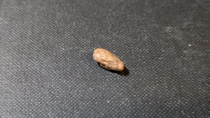 Bone fragment