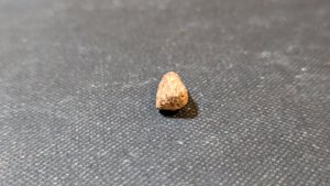 Bone fragment