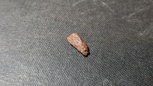 Bone fragment