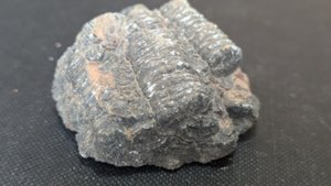 Stem fragments