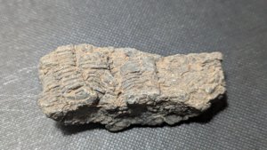 Stem fragments