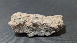Stem fragments