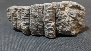 Stem fragments