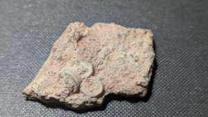 Stem fragments