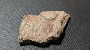 Stem fragments