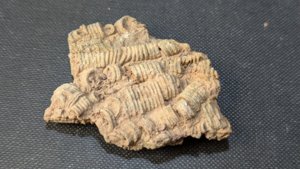 Stem fragments