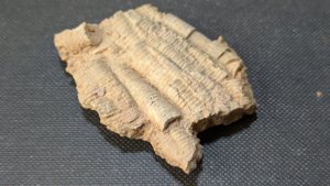 Stem fragments