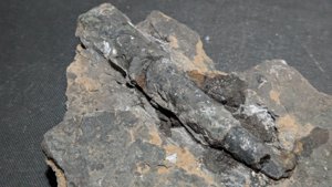 Orthoceratoid