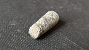 Orthoceratoid - 2-3cm. The chamber walls can be seen.