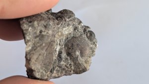 Ammonoids - The 