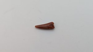 Tooth - Spinosaurid or Crocodylimorph?