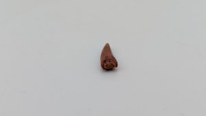 Tooth - Spinosaurid or Crocodylimorph?