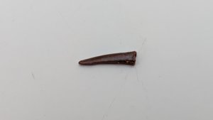 Tooth - Blade-like flat shape, slightly recurved