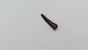 Tooth - Blade-like flat shape, slightly recurved