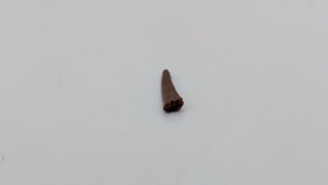 Tooth - Blade-like flat shape, slightly recurved
