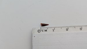 Tooth with root - Measurement ~0.6cm