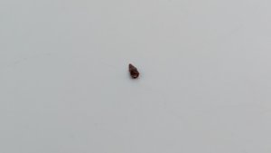 Tooth with root - The root is rounded. The tooth is arrowhead-shaped