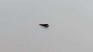 Tooth with root - The root is rounded. The tooth is arrowhead-shaped