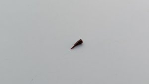Tooth with root - The root is rounded. The tooth is arrowhead-shaped