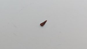 Tooth with root - The root is rounded. The tooth is arrowhead-shaped