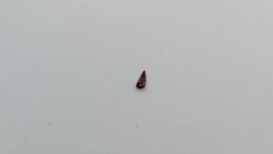 Tooth with root - The root is rounded. The tooth is arrowhead-shaped