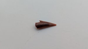 Sawfish rostrum tooth tip - Lighter color on the tip. A hook-like protuberance stands out