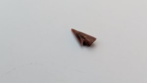 Sawfish rostrum tooth tip - Lighter color on the tip. A hook-like protuberance stands out
