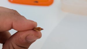 Sawfish rostrum tooth tip - Cross-section