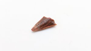 Sawfish rostrum tooth tip - Lighter color on the tip and on the hook-like protuberance