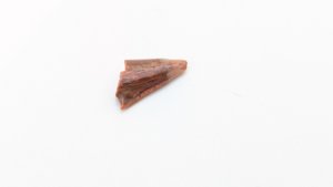 Sawfish rostrum tooth tip - Lighter color on the tip and on the hook-like protuberance