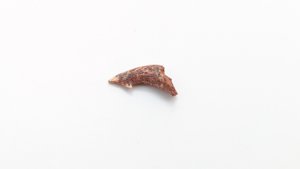 Sawfish rostrum tooth - Lighter color on the tip and on the hook-like protuberance. Striations can be seen under the hook-protuberance