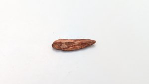 Tooth, worn - It has broken along its middle axis