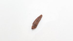 Tooth, worn - Rounded shape, longitudinal ornament. Spinosaurid or Crocodylimorph?