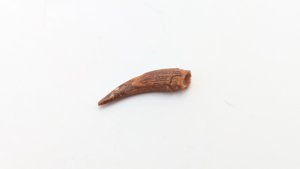 Tooth - Recurved, with striations. Ornithocheirid pterosaur?