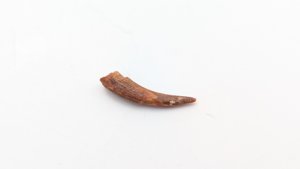 Tooth - Recurved, with striations. Ornithocheirid pterosaur?