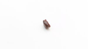 Fish mouthplate tooth - Side view