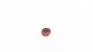 Fish mouthplate tooth - Root-side