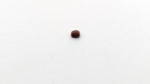 Fish mouthplate tooth - Root-side