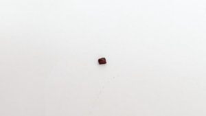 Fish mouthplate tooth - Side view