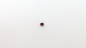 Fish mouthplate tooth - Root-side